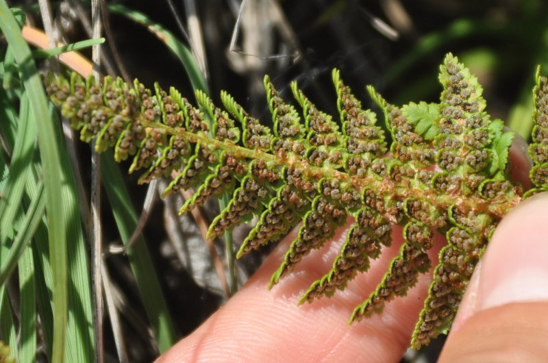 Изображение особи Dryopteris fragrans.