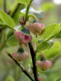 Vaccinium myrtillus