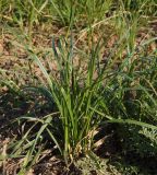 Carex acuta. Растение, выпускающее соцветие. Украина, г. Запорожье, пос. Солнечный, балка Березноватая. 17.04.2013.