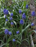 Muscari armeniacum