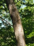 Zelkova carpinifolia. Ствол взрослого дерева. Южный берег Крыма, Никитский ботанический сад. 21.05.2013.