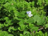 Veronica filiformis