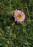 Erigeron orientalis. Верхушка цветущего растения. Крым, Ялтинская яйла, луг. 29 июня 2013 г.