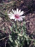 Tragopogon marginifolius