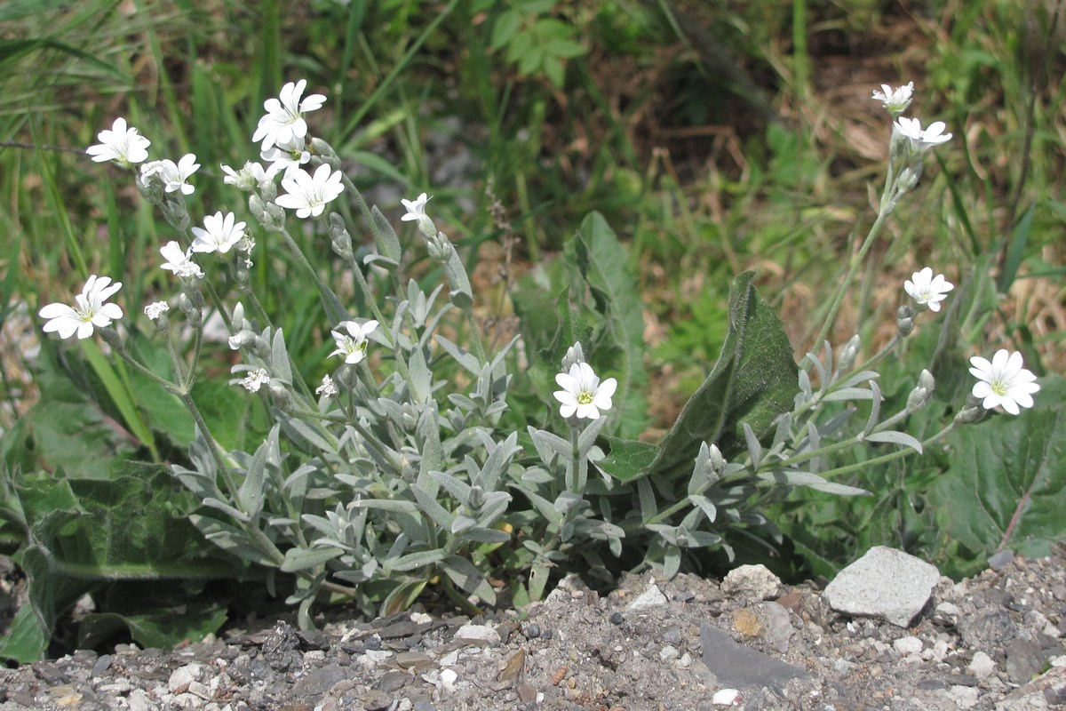 Изображение особи Cerastium tomentosum.