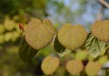 Cercidiphyllum japonicum