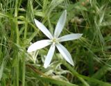 Ornithogalum kochii