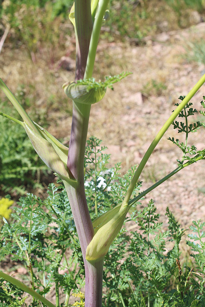 Изображение особи Ferula samarkandica.