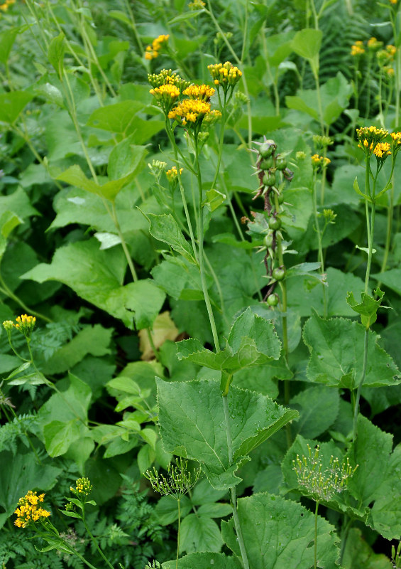 Изображение особи Caucasalia macrophylla.