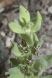 Ajuga laxmannii