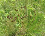 Trifolium spadiceum