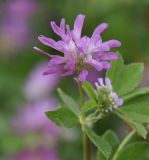 Trifolium resupinatum