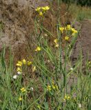 Brassica napus