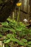 Doronicum orientale