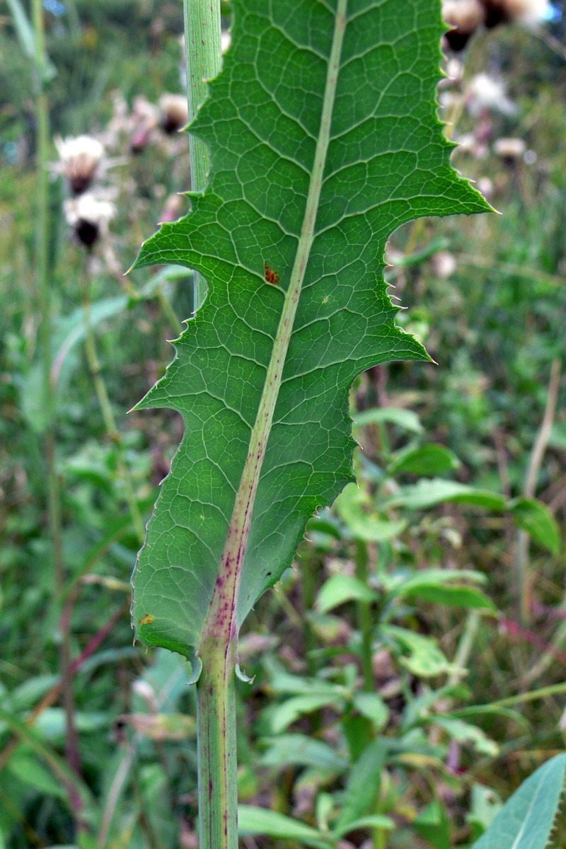 Изображение особи Sonchus arvensis ssp. uliginosus.