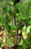 Veronica arvensis