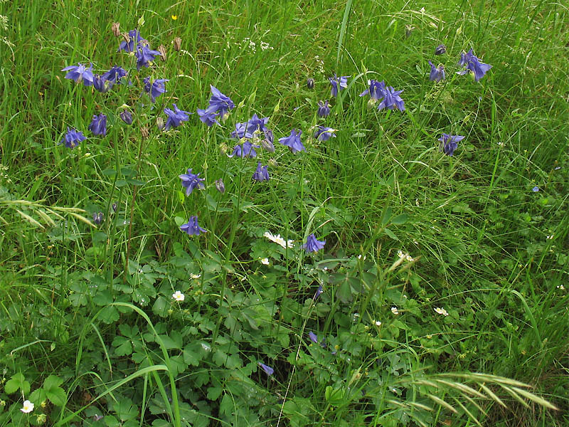 Изображение особи Aquilegia vulgaris.