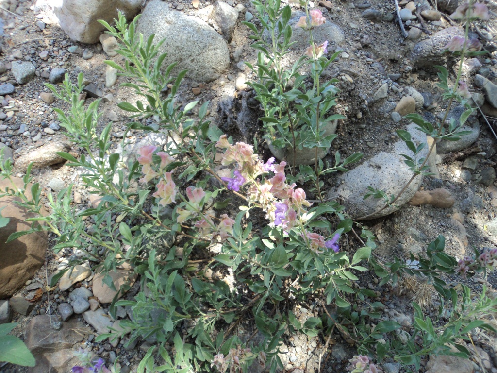 Изображение особи Salvia hydrangea.