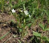 Viola pumila