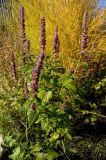 Agastache foeniculum