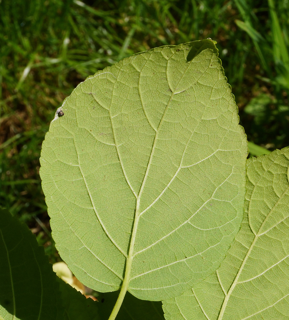 Image of Hydrangea arborescens specimen.