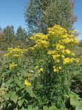 Senecio erucifolius