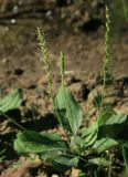 Plantago asiatica