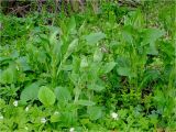 Doronicum austriacum