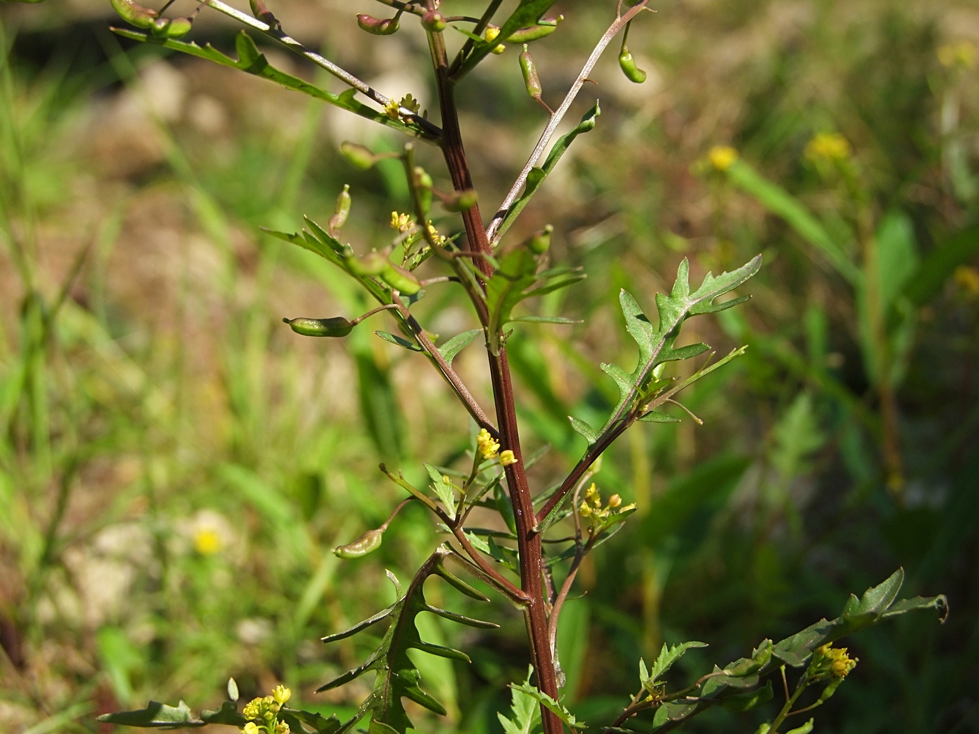 Изображение особи Rorippa palustris.