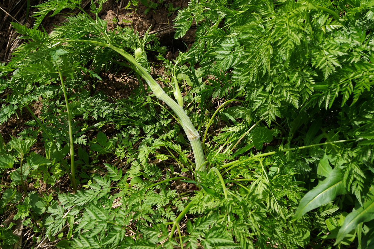 Изображение особи Anthriscus sylvestris var. nemorosa.