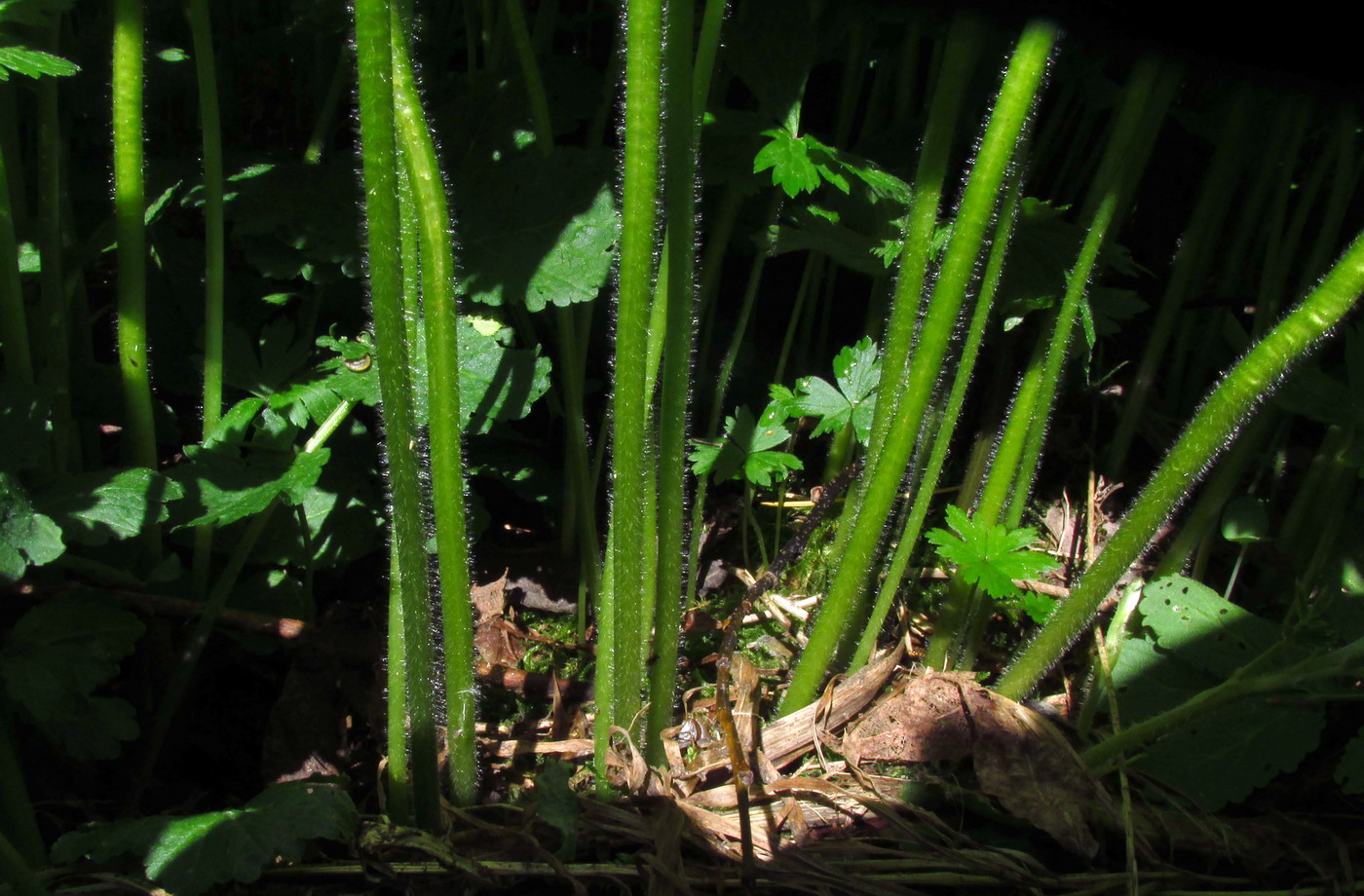 Изображение особи Anemone baicalensis ssp. occidentali-sajanensis.