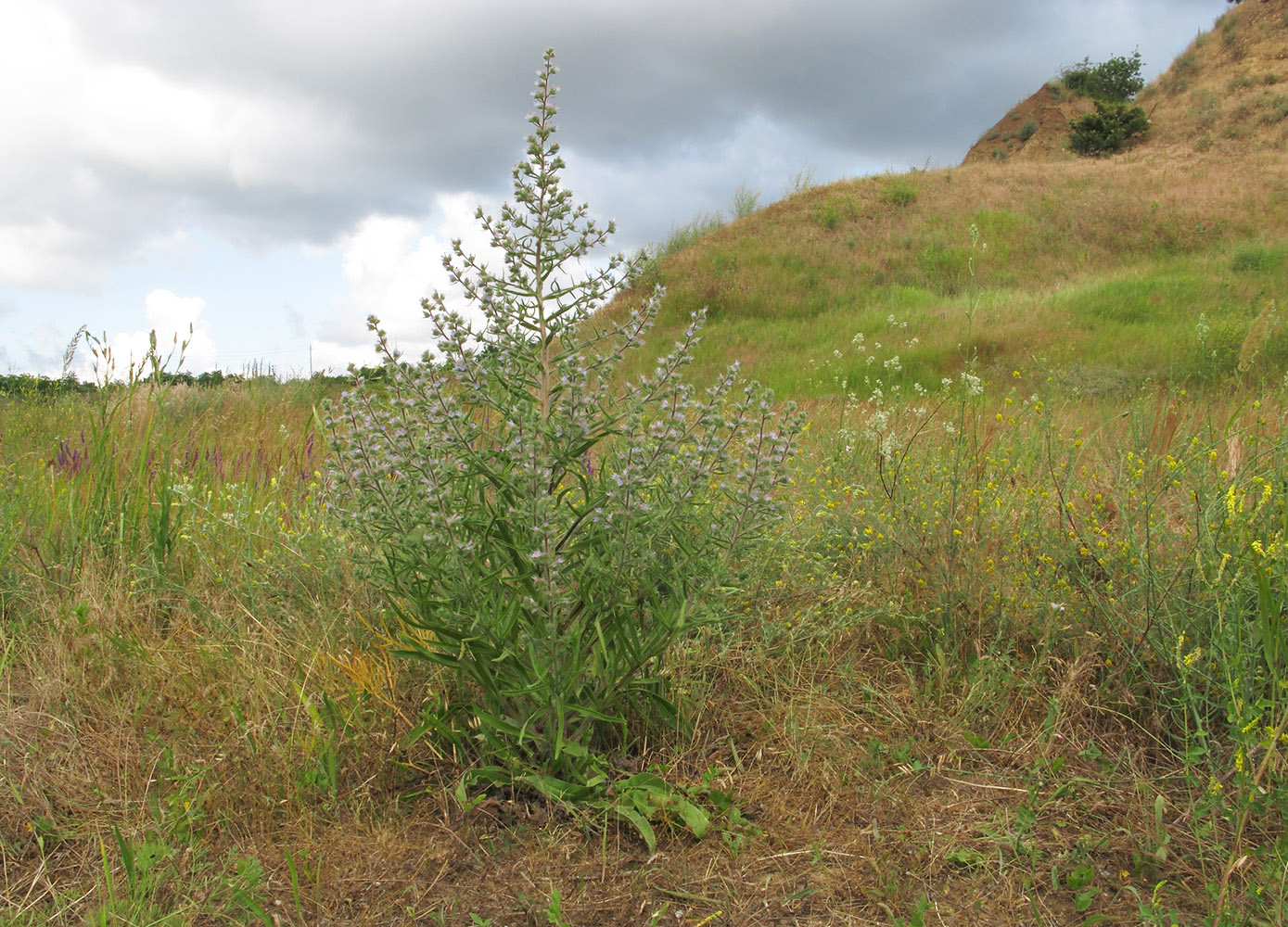 Изображение особи Echium biebersteinii.