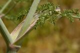 Astrodaucus littoralis