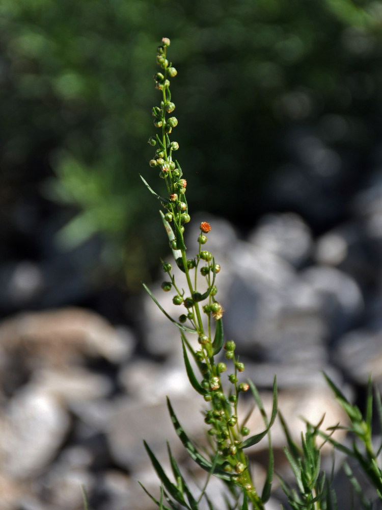 Изображение особи Artemisia dracunculus.