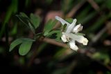 Corydalis intermedia