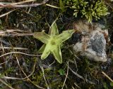 Pinguicula vulgaris. Растение с формирующимся цветоносом. Чехия, Оломоуцкий край, природный заповедник Jeseníky, субальпийский луг, выход ключа. 15.06.2017.