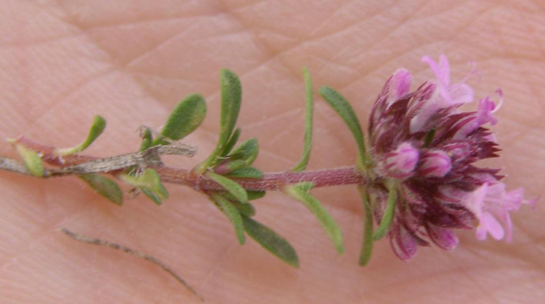 Изображение особи Thymus moldavicus.