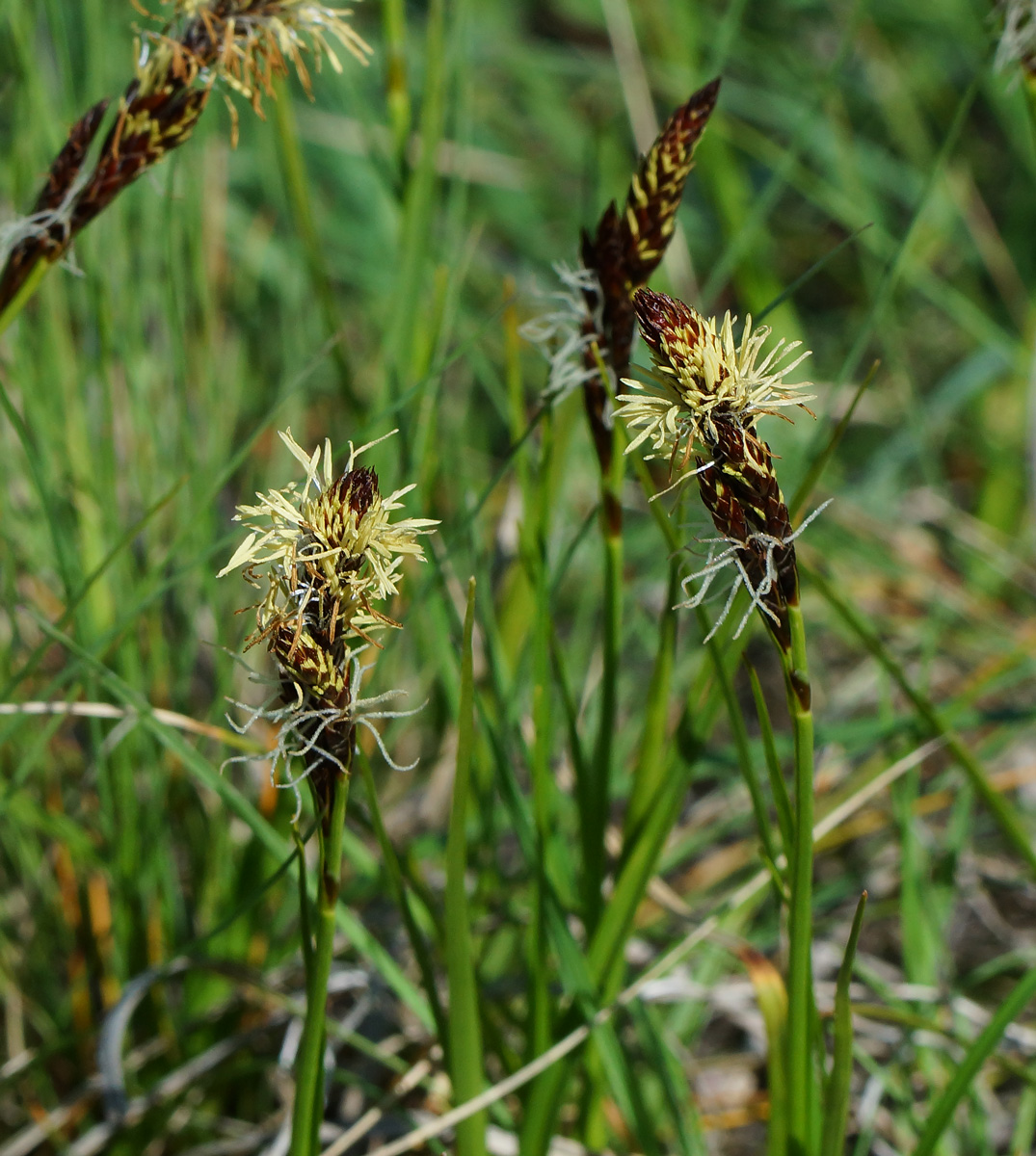 Изображение особи род Carex.