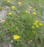 Buphthalmum salicifolium