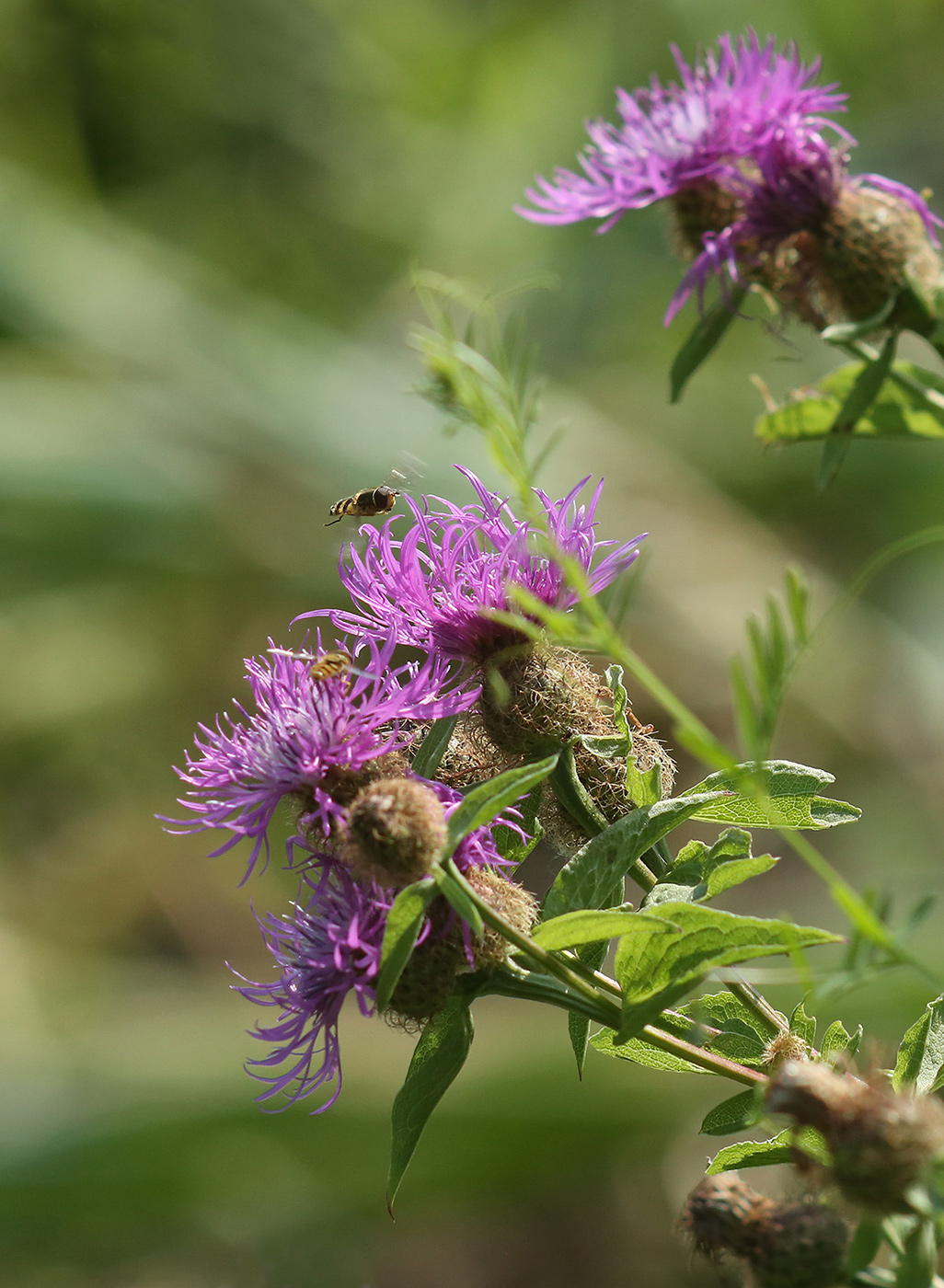 Изображение особи Centaurea pseudophrygia.