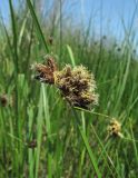 Bolboschoenus maritimus