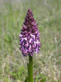 Orchis purpurea subspecies caucasica