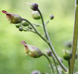 Scrophularia nodosa. Веточка соцветия. Ленинградская обл., Лужский р-н. 19.06.2010.