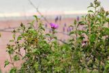 Cistus creticus