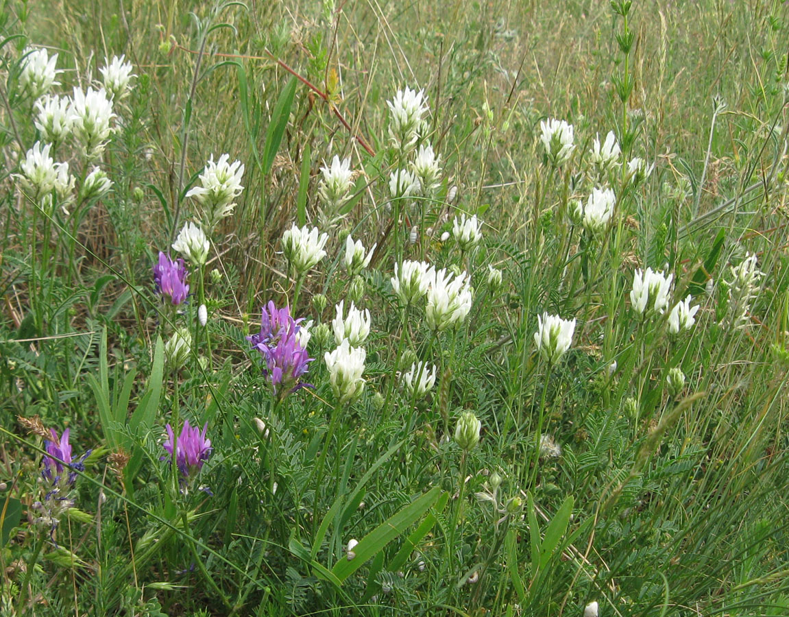 Изображение особи Astragalus onobrychis.