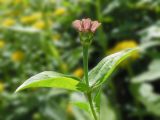 Zinnia elegans. Верхушка побега с раскрывающимся соцветием. Марий Эл, г. Йошкар-Ола, Центральный парк, в культуре. 21.06.2019.