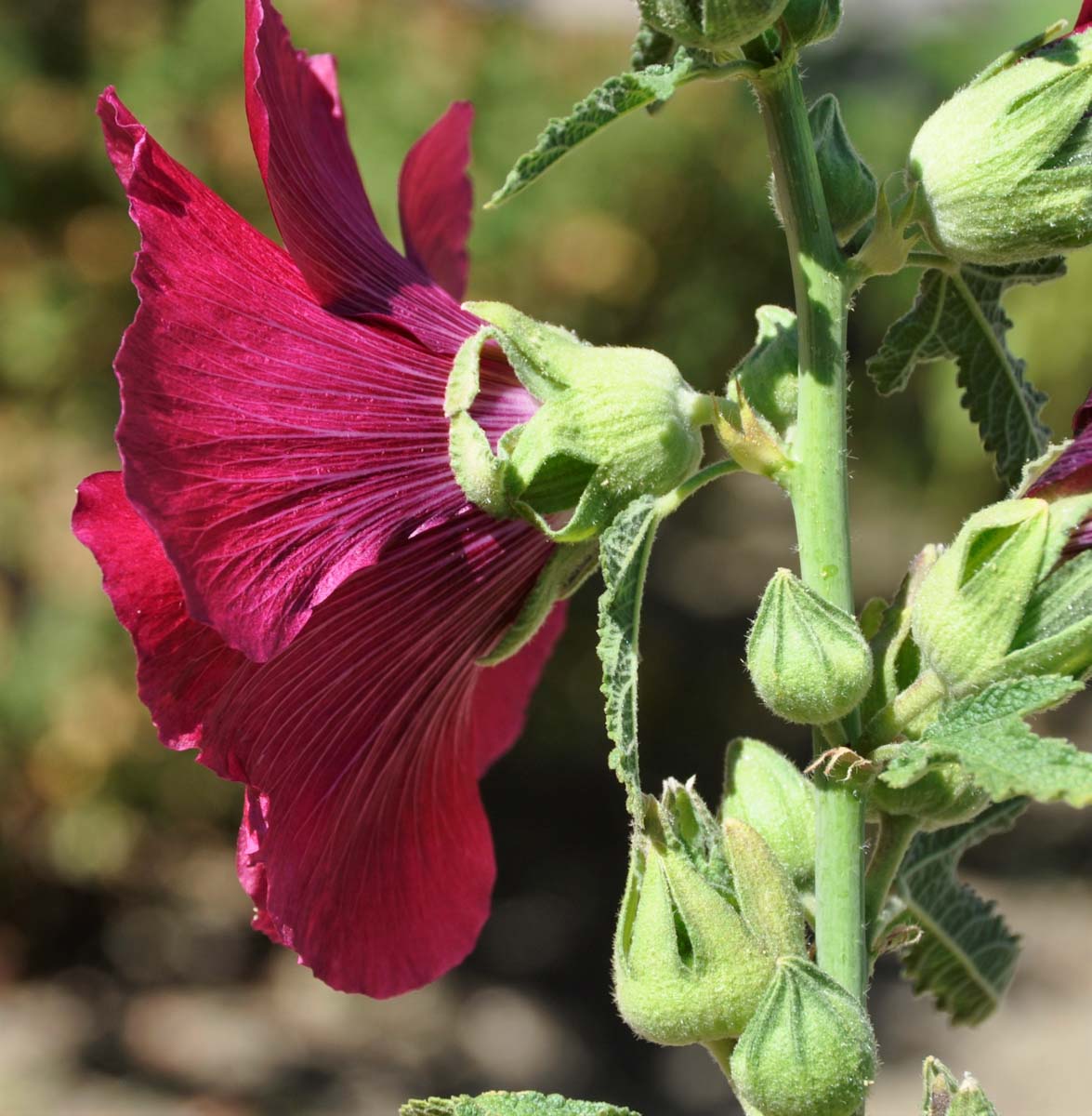 Image of Alcea setosa specimen.