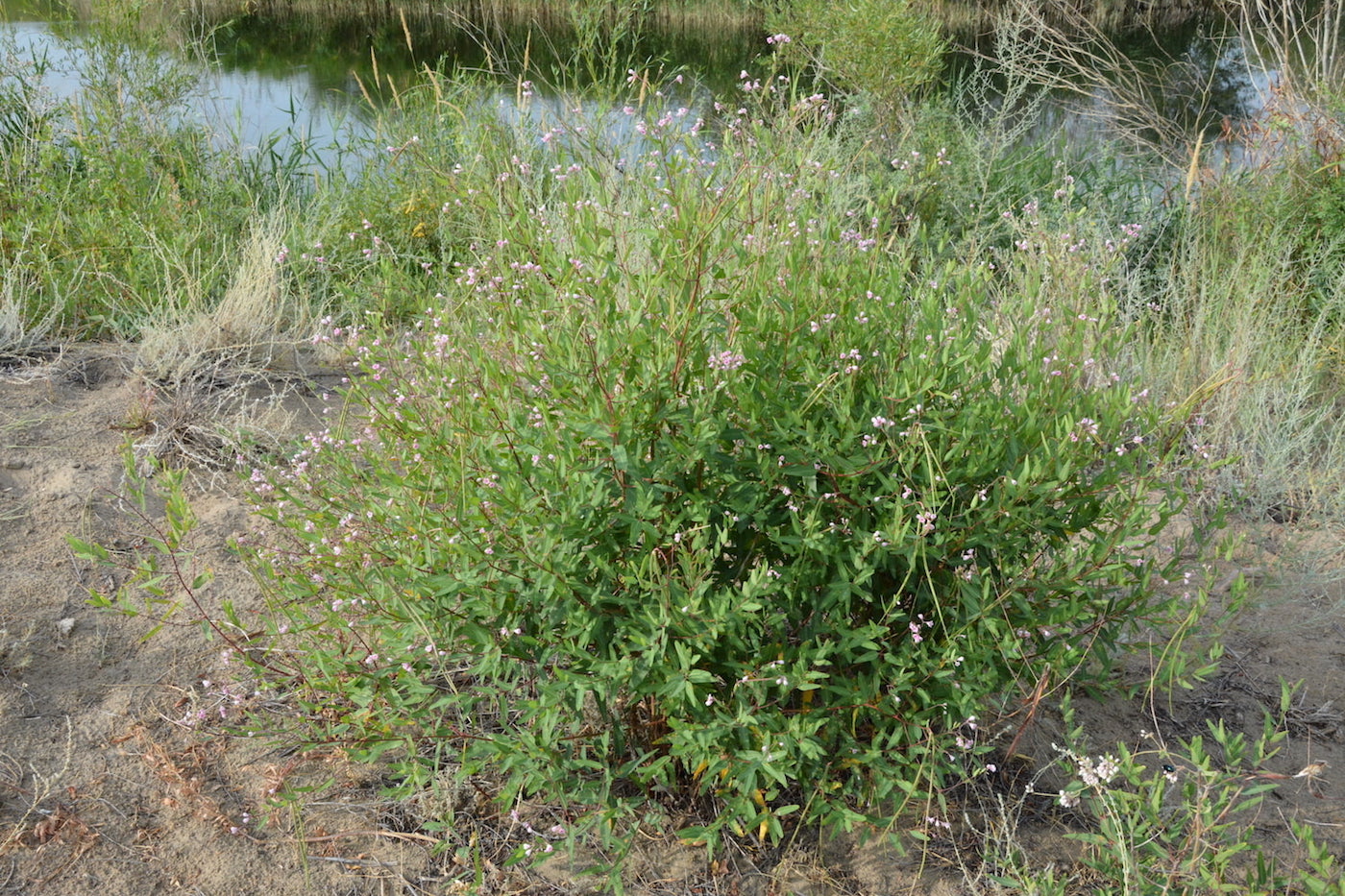 Изображение особи Trachomitum lancifolium.