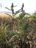 Astragalus alopecurus