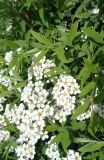 Spiraea × cinerea. Побеги с соцветиями и кормящимися насекомыми. Тверская обл., г. Тверь, городской сад. 13 мая 2019 г.